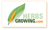 21CenturyWeb :: Logo Design Sample